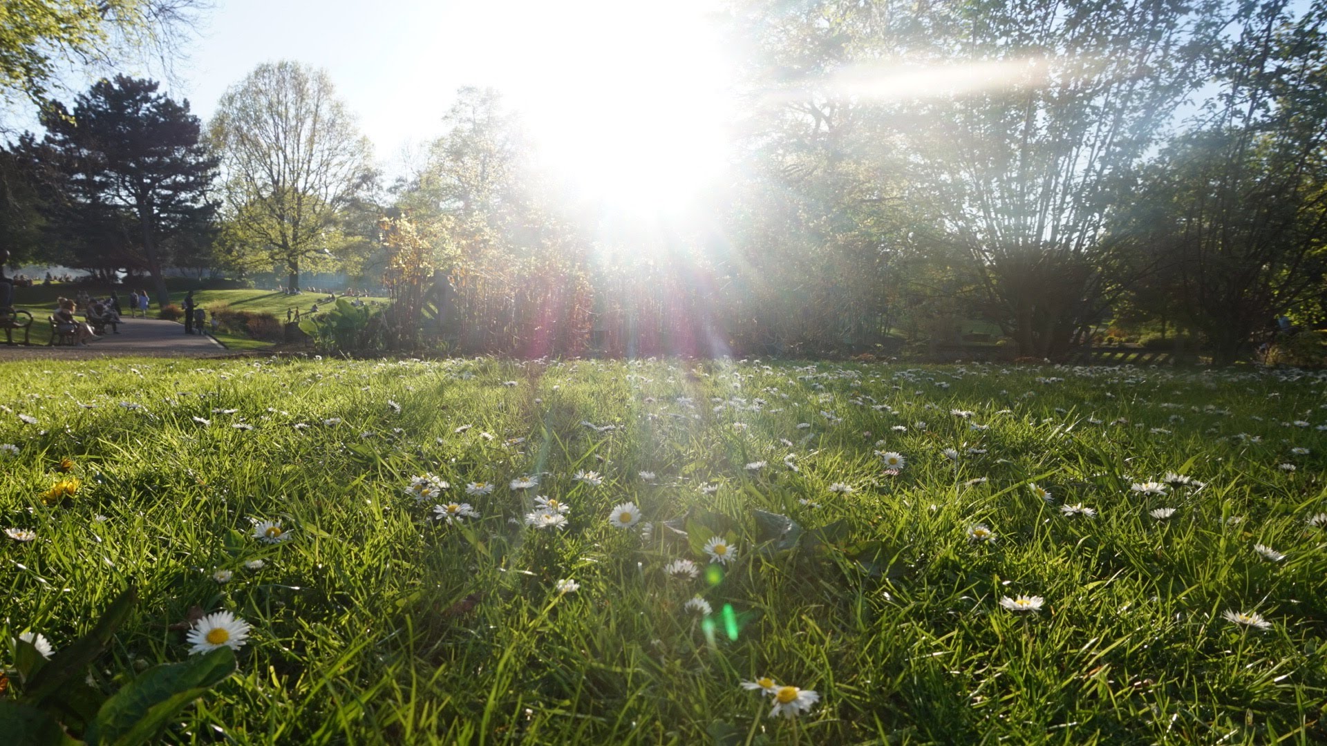 A summer day in Sheffield 2018