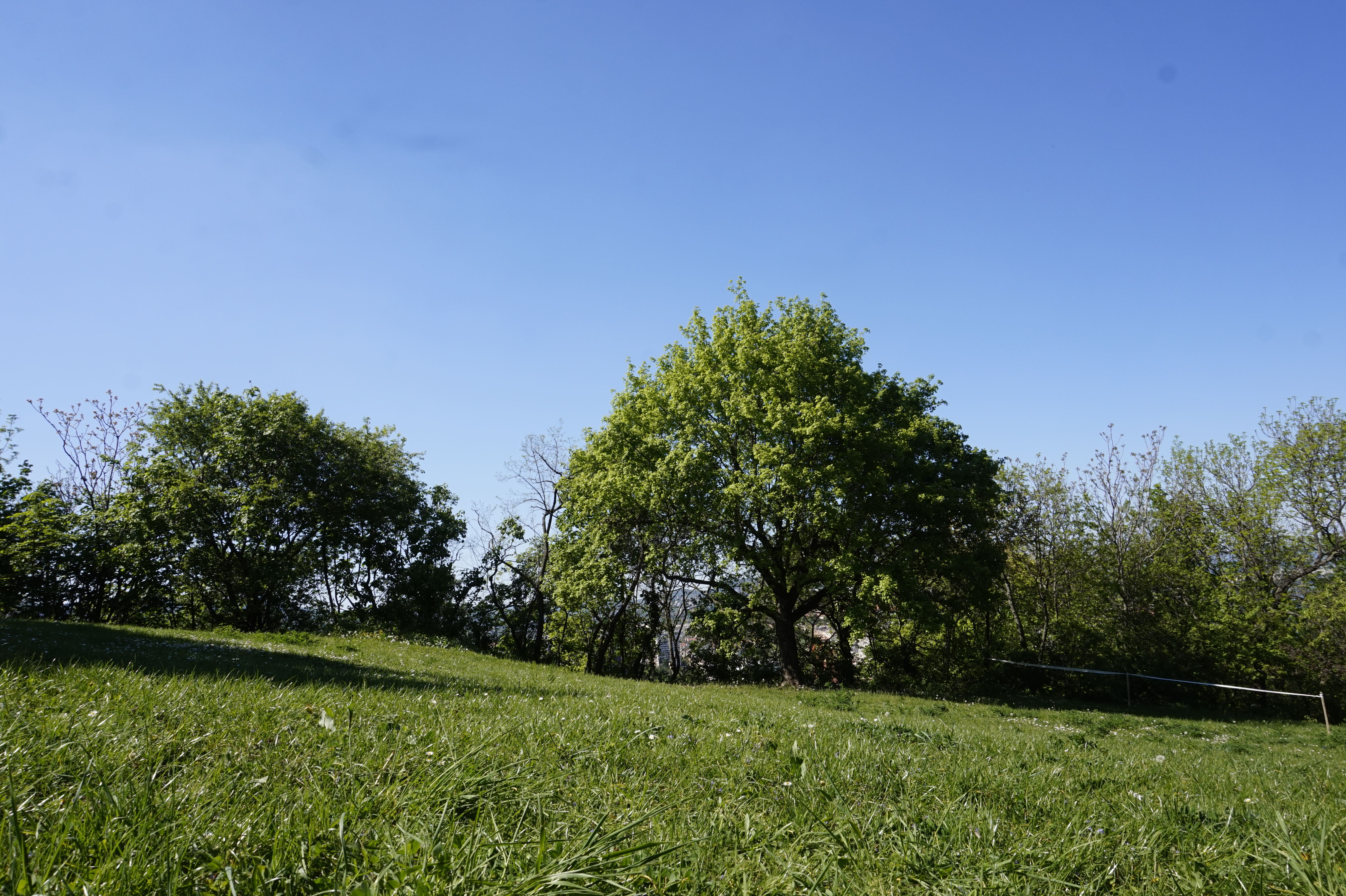 Green space up Gellért Hill - perfect resting spot!