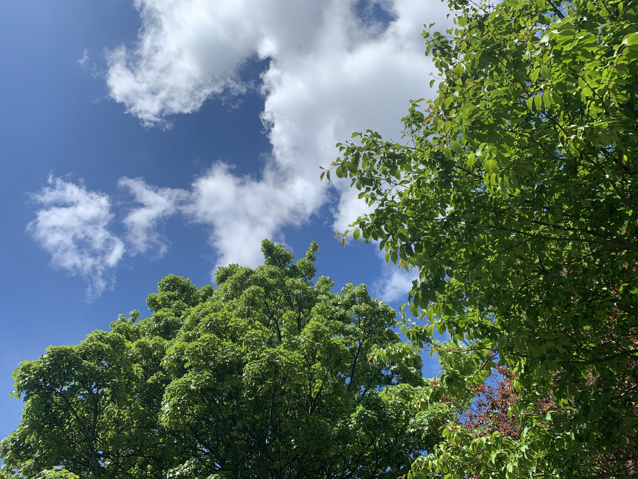 Trees and the summer sky!