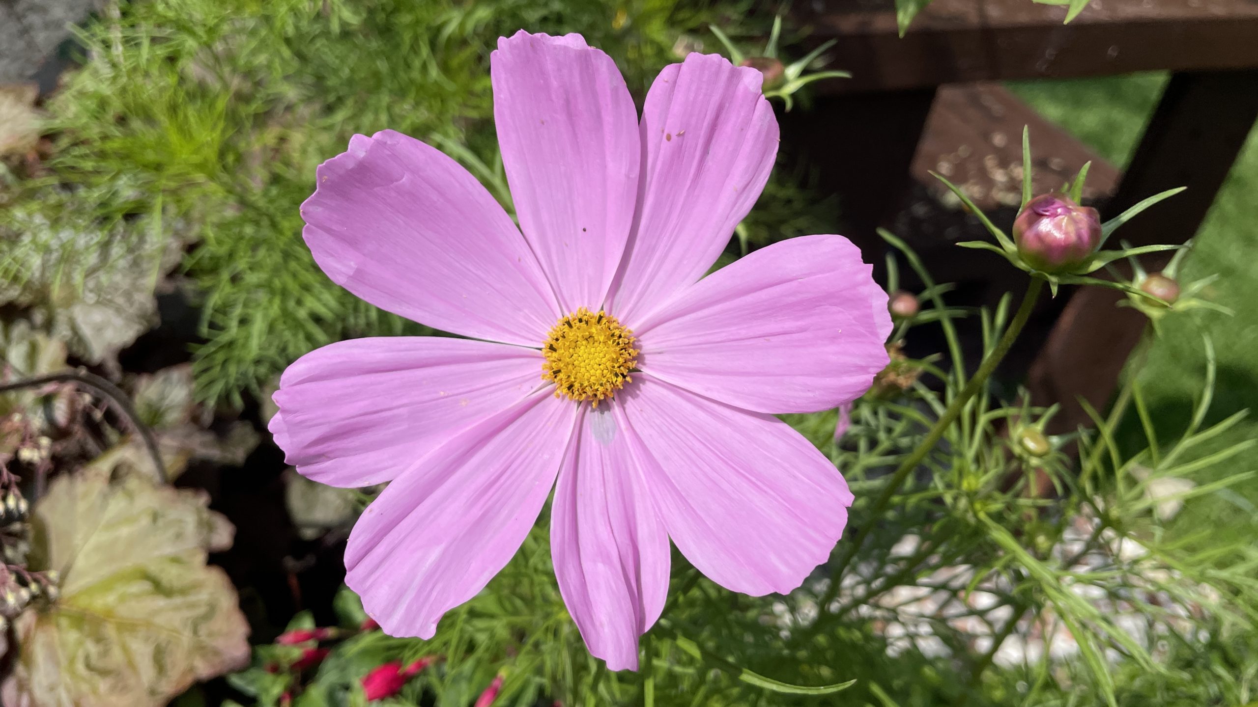 A flower in my parents' garden