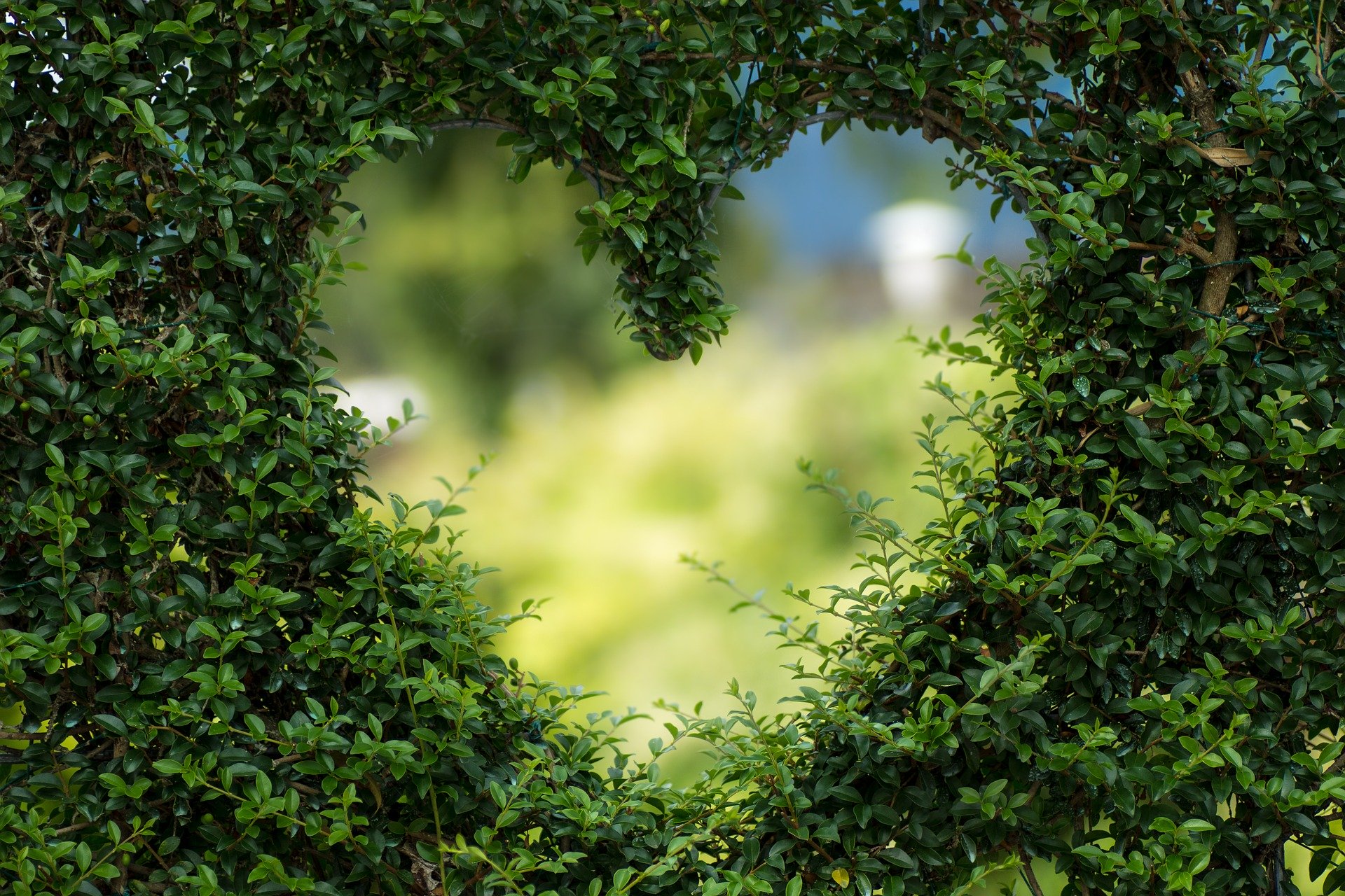 A photo of a heart shaped hedge